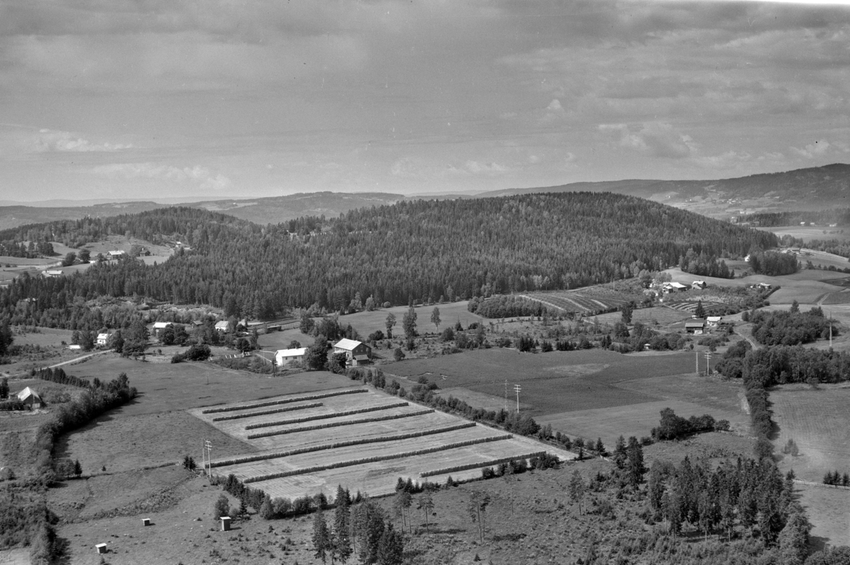 Anno Domkirkeodden, Flyfoto, landskap, Furnes. Utsikt mot vest. Alu Østre foran Furuberget i øvre venstre, Frøbergsberget midt i bildet. Kårtorp nedre i forgrunnen, og Damhagen m/ epletre-plantasjen mot høyre.