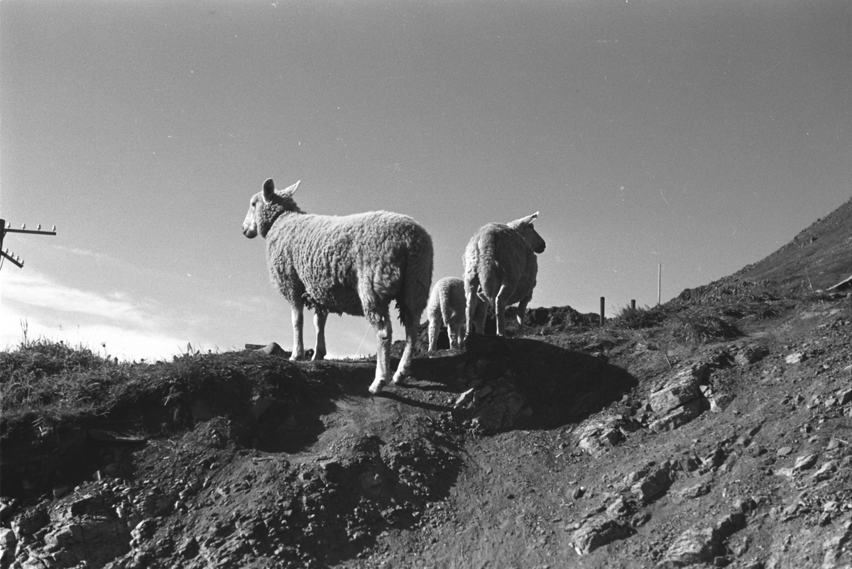Ola Hanche-Olsen, NO.F003972
