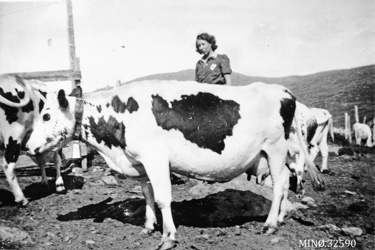Ukjent, Kvinne og ku. Jenny P. Husom, gift Borkhus, på besøk på Bjønndalssetra i Orkeldalen, Oppdal.