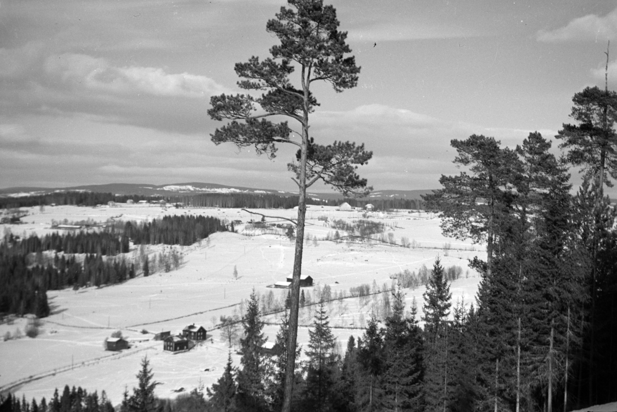 Johs. (Johannes) Johannessen, Utsikt fra Furuberget, Jessnes, Furnes, Vikerødegården,