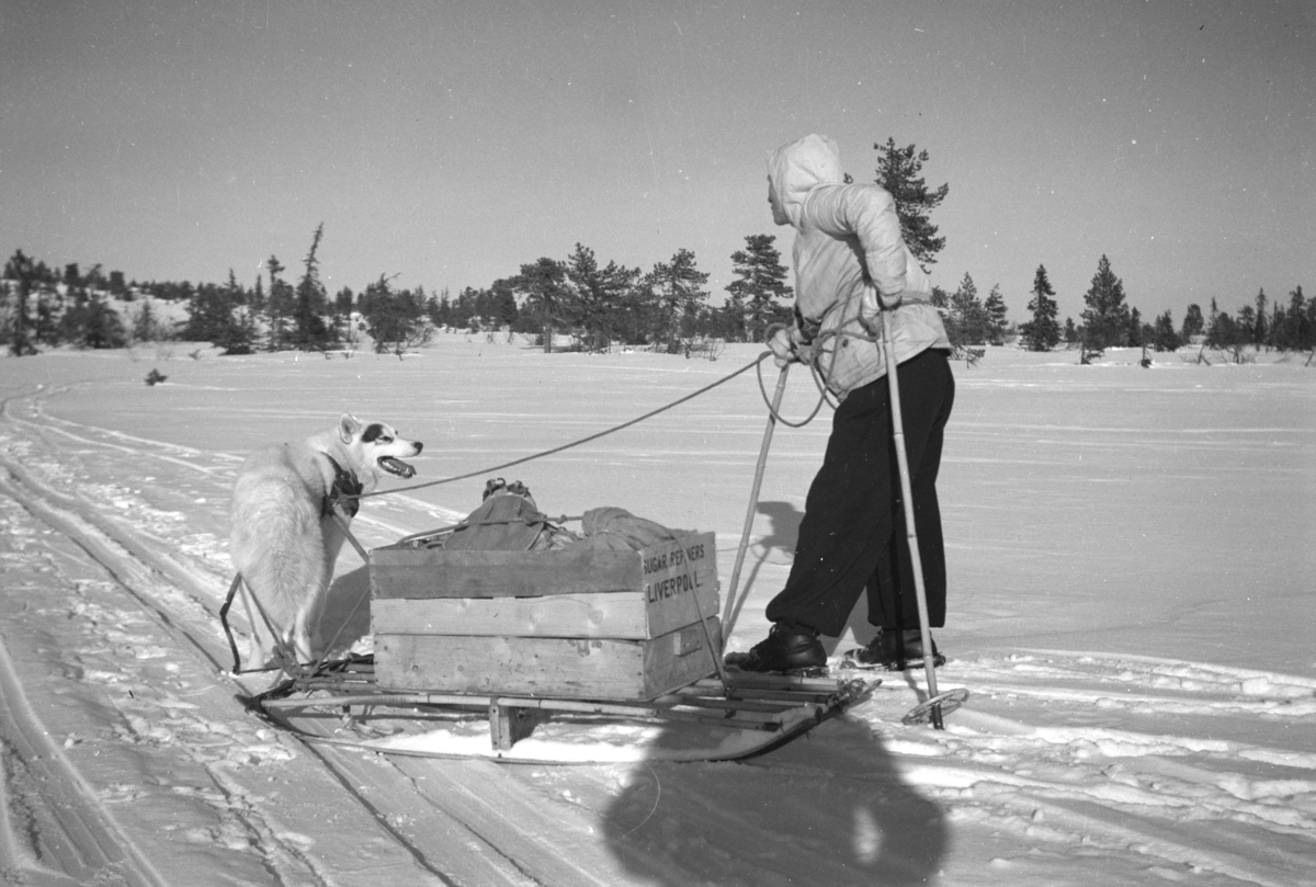 Johs. (Johannes) Johannessen, Skitur, hund, skikjelke, trekasse "Sugar refineres Liverpool" skiantrekk, Vangsåsen(?)