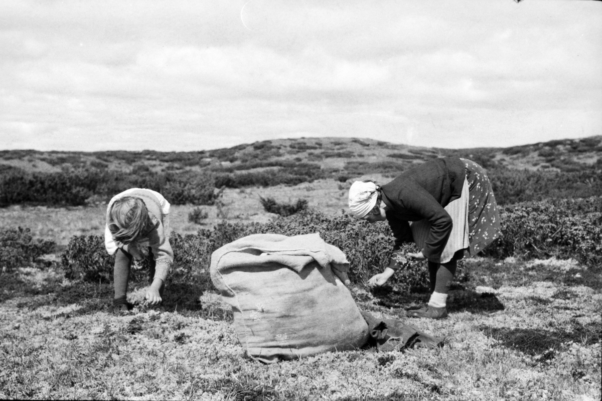 Johs. (Johannes) Johannessen, Moseplukking (?) to ukjente kvinner.