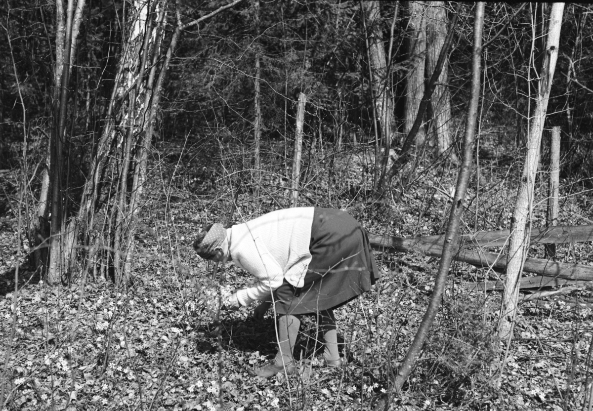 Johs. (Johannes) Johannessen, Ukjent kvinne plukker blomster, blåveis, vår.