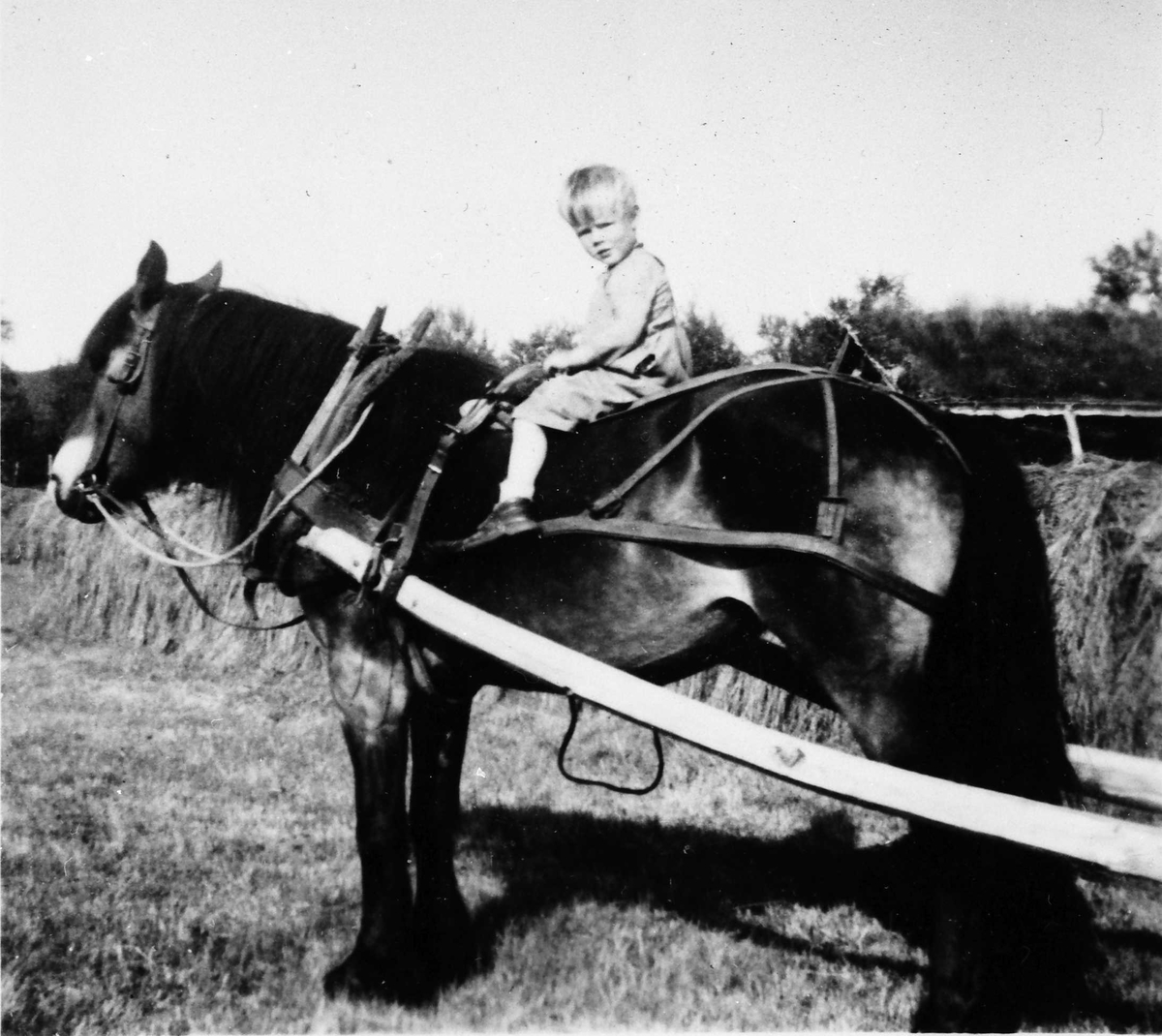 Rachel Haarseth, Gutt, hest, hesjer. Knut Persvingelen på hesteryggen
