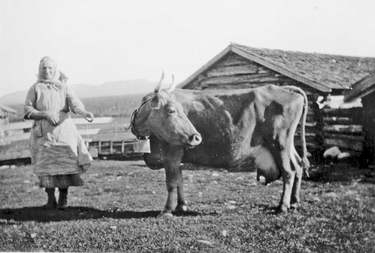 Rachel Haarseth, Kvinne, klær, ku, fjøs.