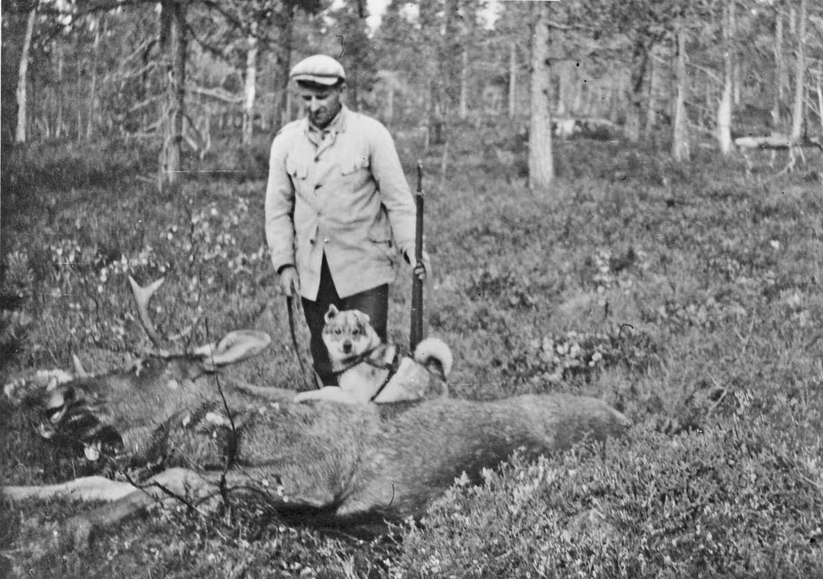 Rachel Haarseth, Elgjakt, mann, gevær, elghund, død elg.