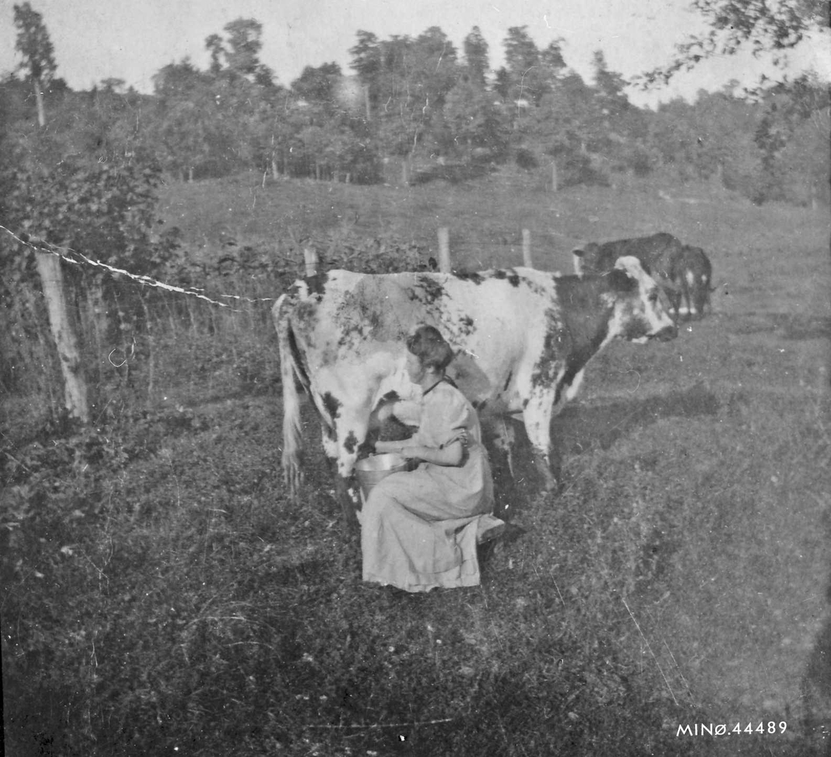 Rachel Haarseth, Kvinne, ku, naturforhold.