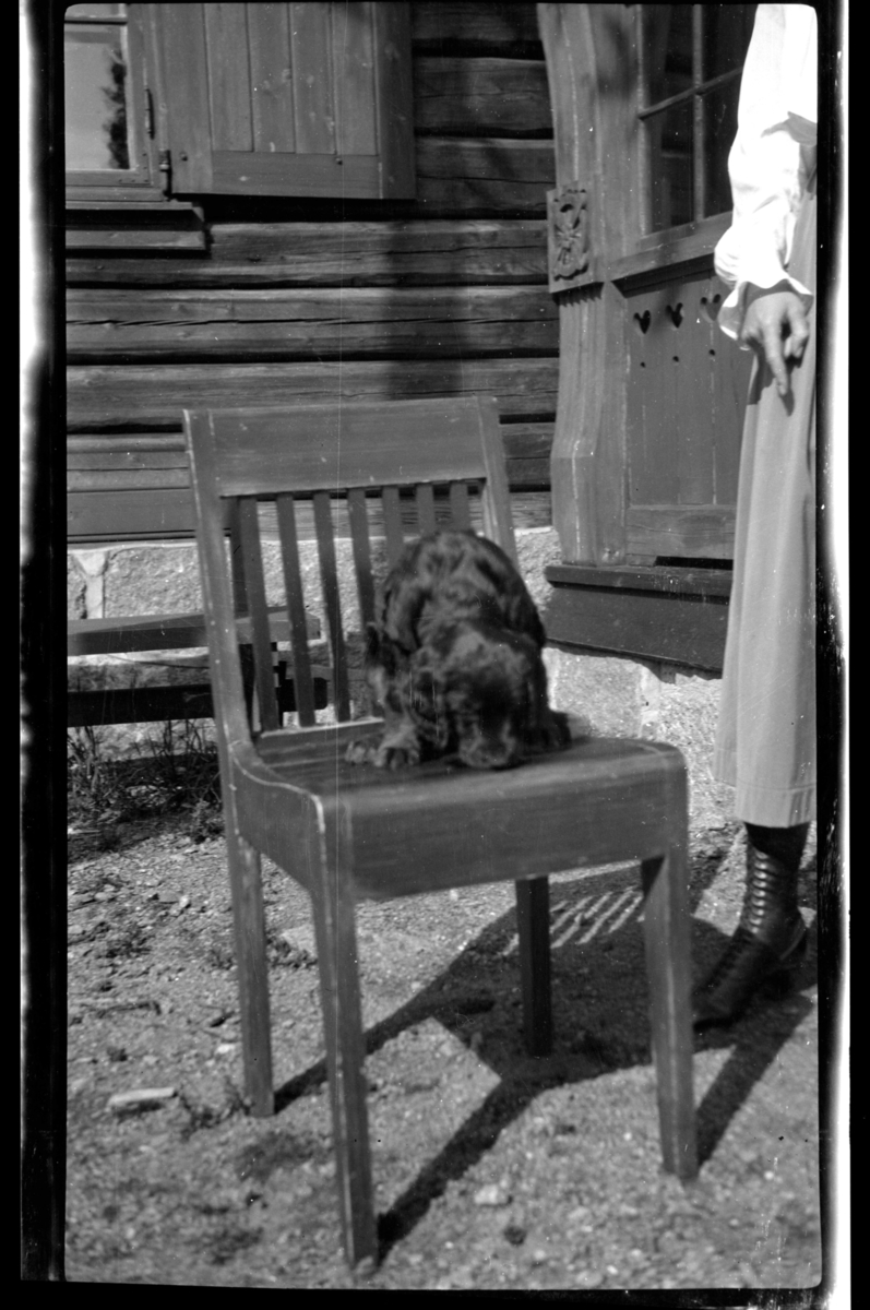 Rolf Sr. Sundt, Hunden Rollo på en stol utenfor Villa Knyggen i Voksenlia, Oslo. Fotografert ca. 1920.