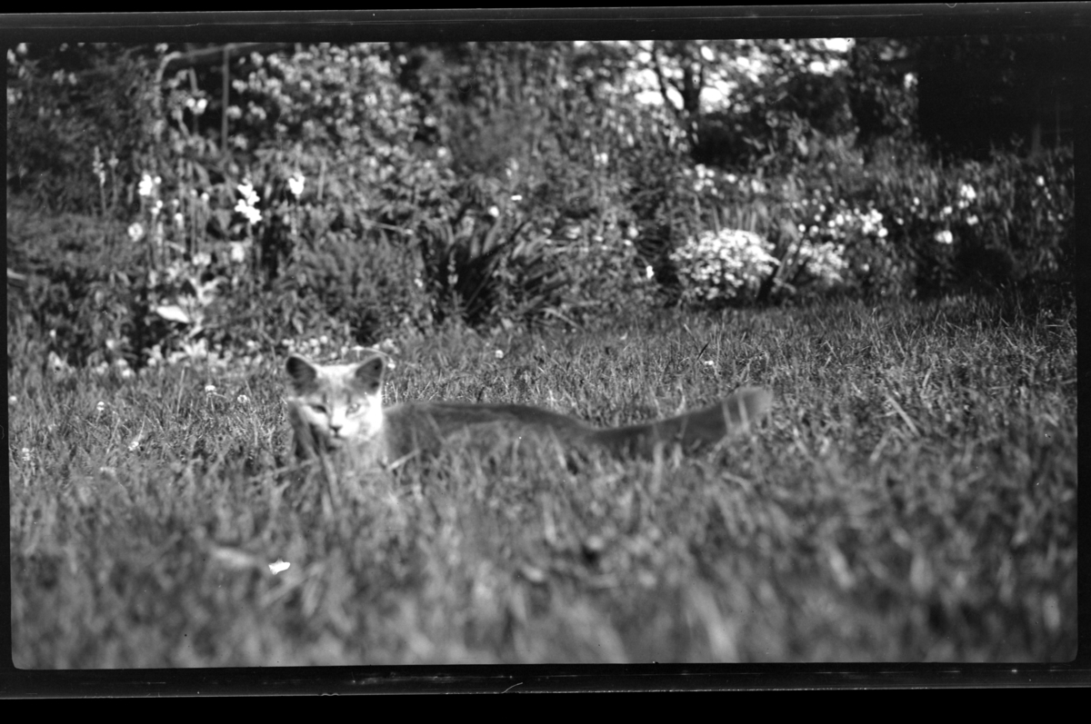 Rolf Sr. Sundt, Katt i gresset. Fotografert 1927.