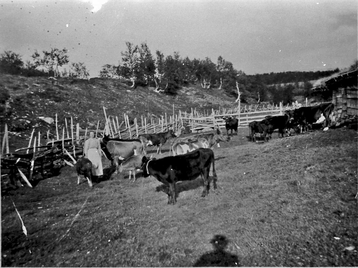 Jan Erik Øvergård, Kyr på beite