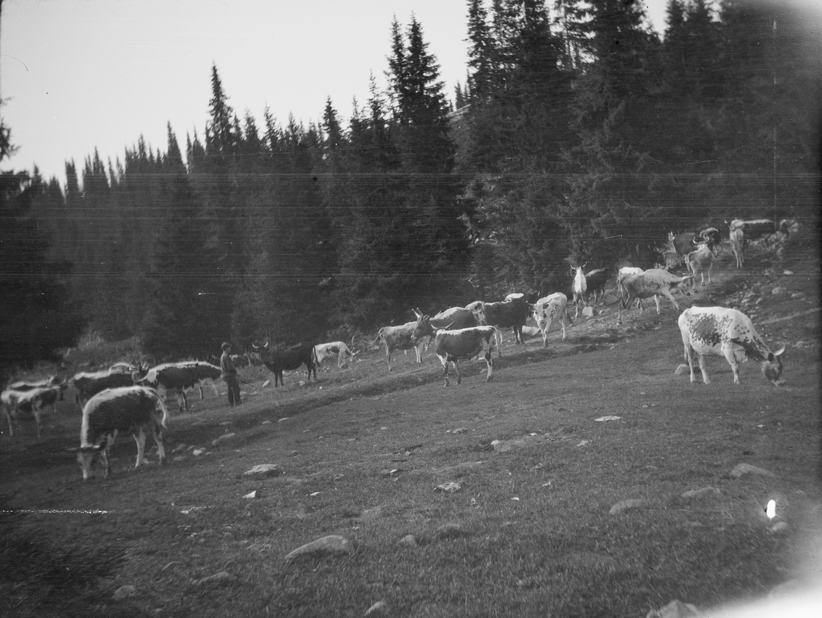 Karl Andreas Diesen, Seterbuskap, kyr,krøtter, på beite