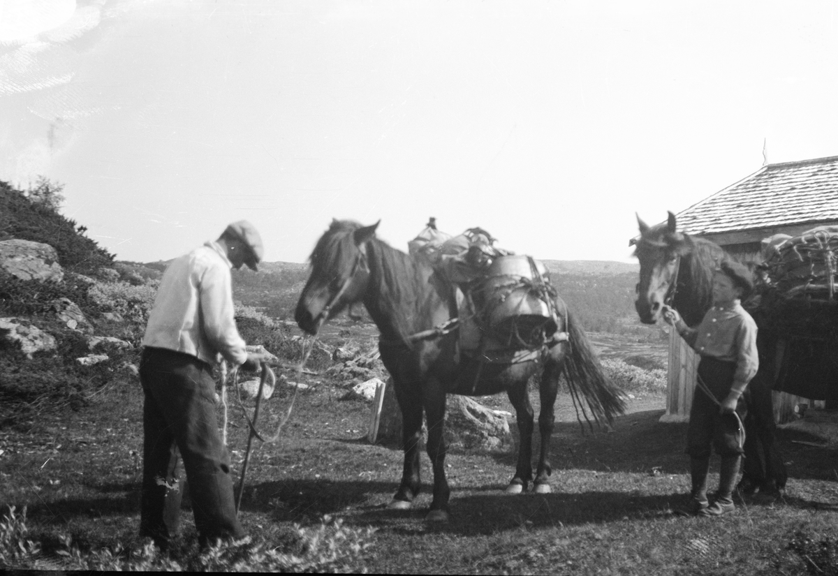 Anders O. Sørhuus, Kløvhester