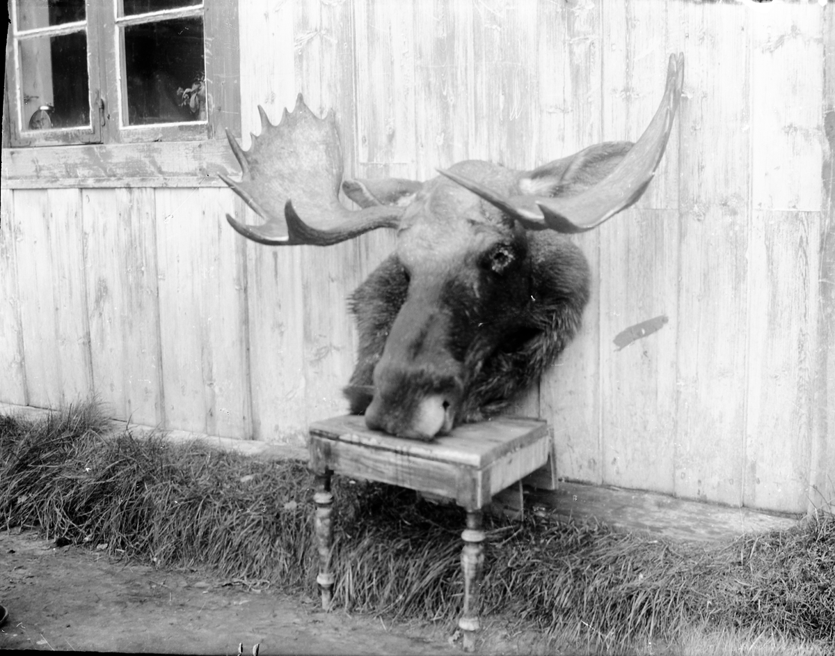 Anders O. Sørhuus, Elghode