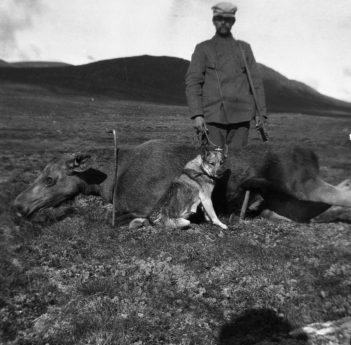 Anders O. Sørhuus, Mann med felt elg