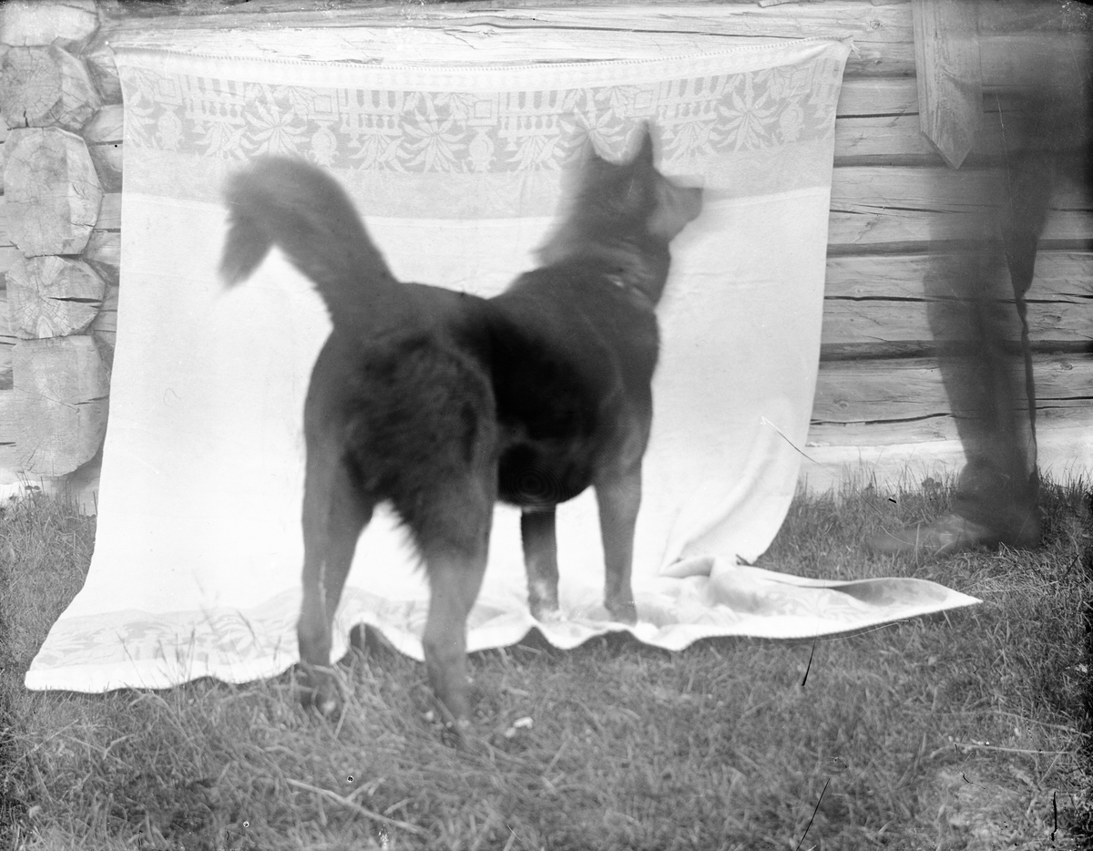 Anders O. Sørhuus, Hund