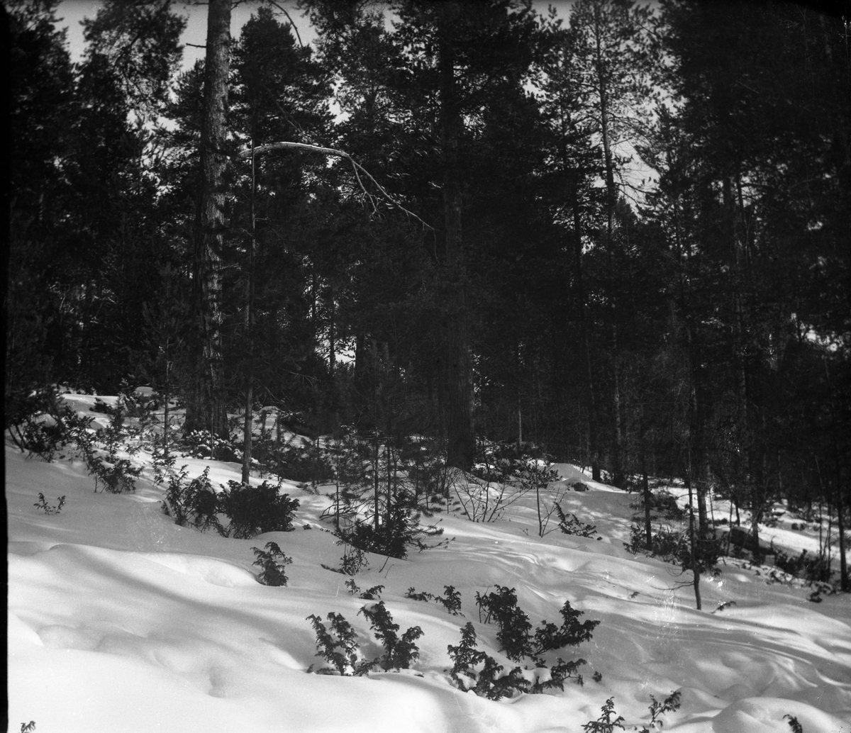 Anders O. Sørhuus, Skog