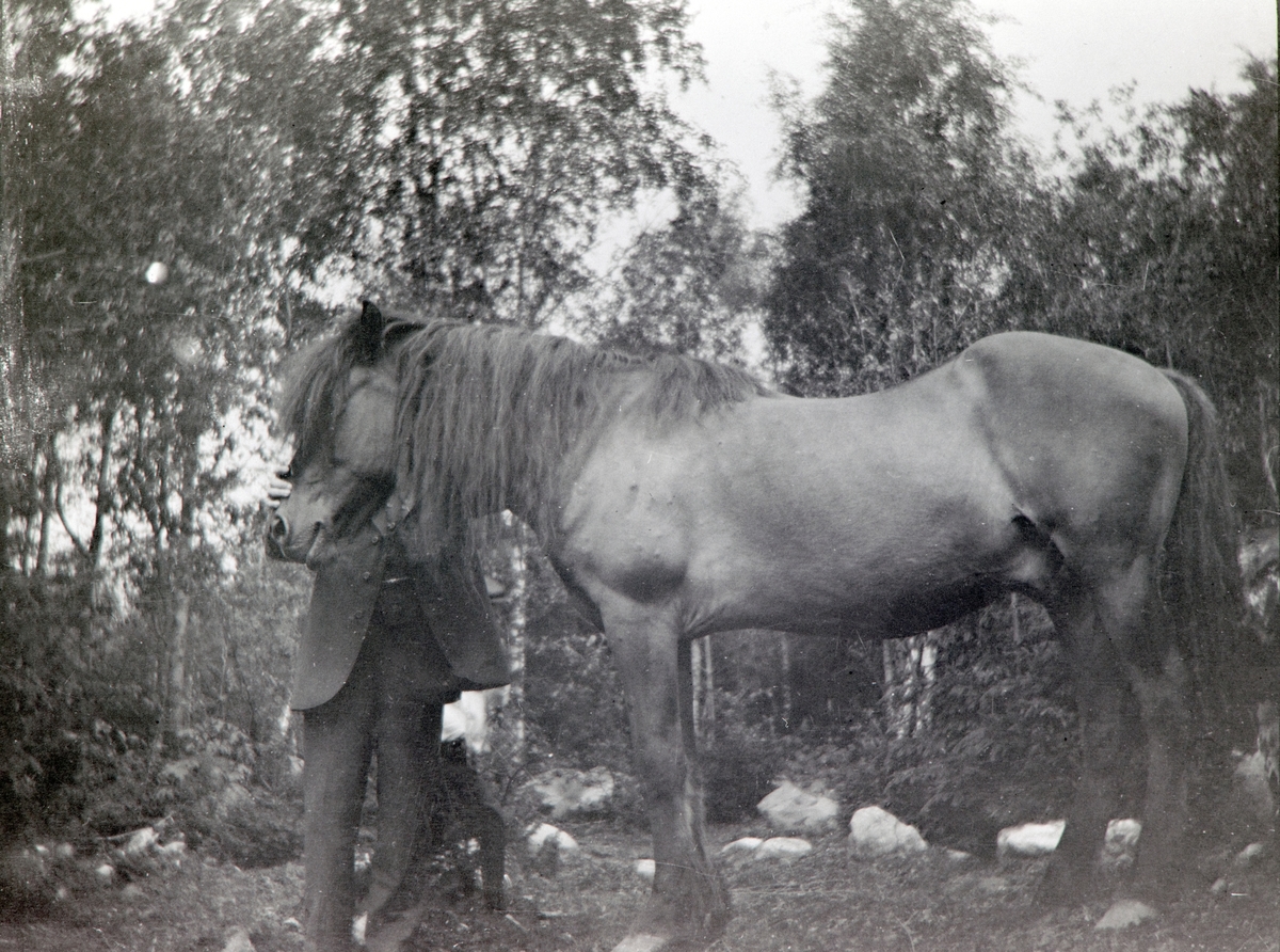 Anno Domkirkeodden, HESTEN BRUNEN 1910 - 20, LØVLIEN ØVRE