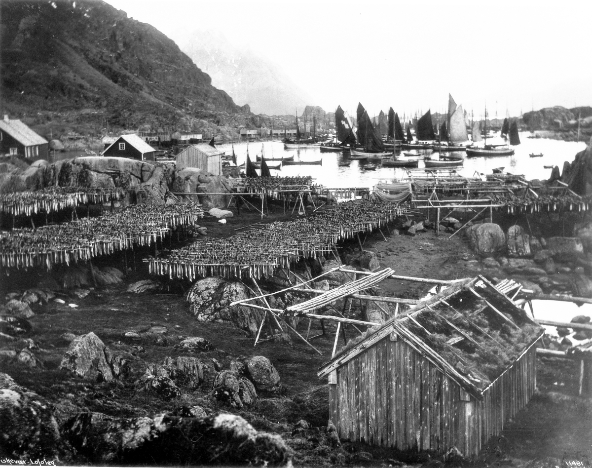 Anders Beer Wilse, Prot: Ure - Fisken paa jeller 12/3 1910