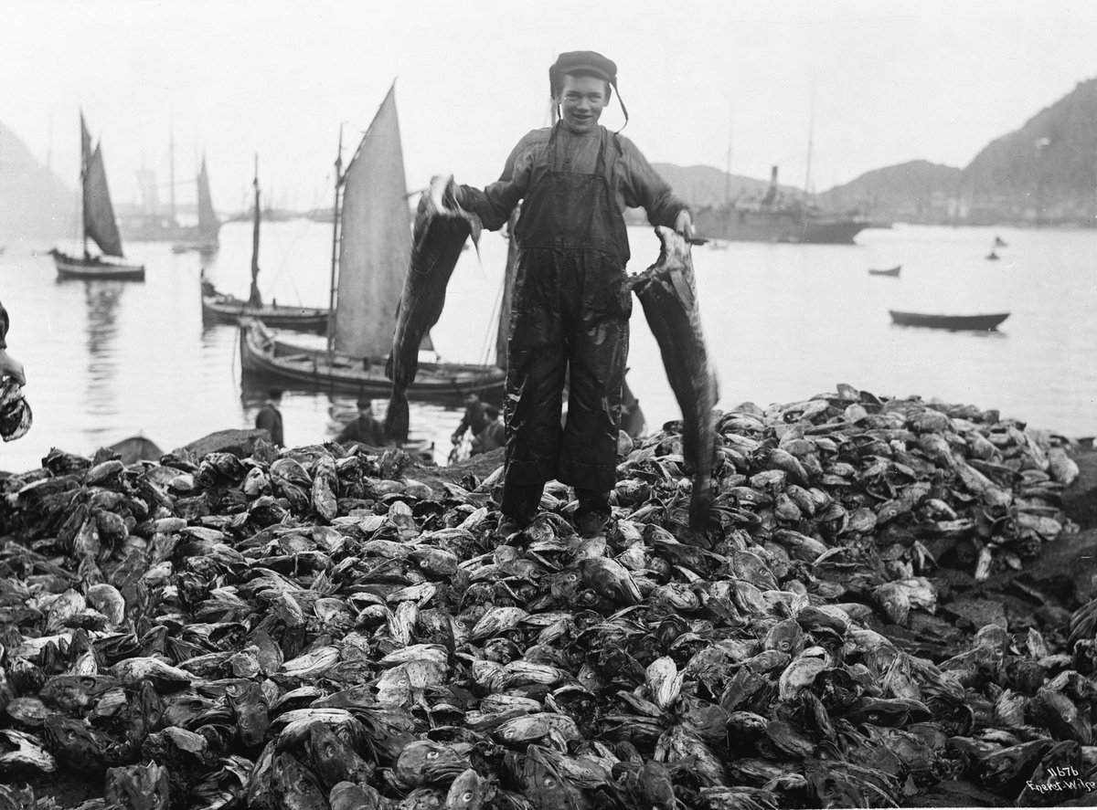 Anders Beer Wilse, Prot: Torskehoder 1910