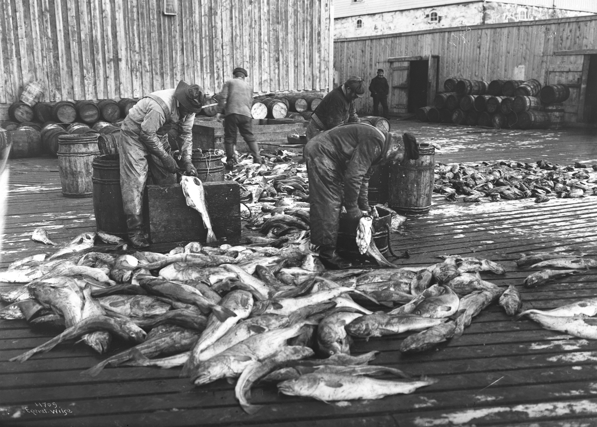 Anders Beer Wilse, Prot: Fisken sløies