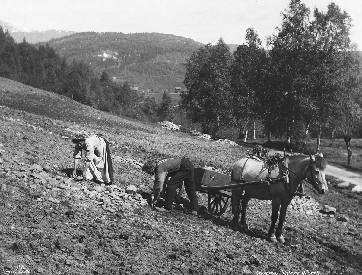 Anders Beer Wilse, Prot: Genre - Rydning af Land Konv: Hardanger, Rydning af Land