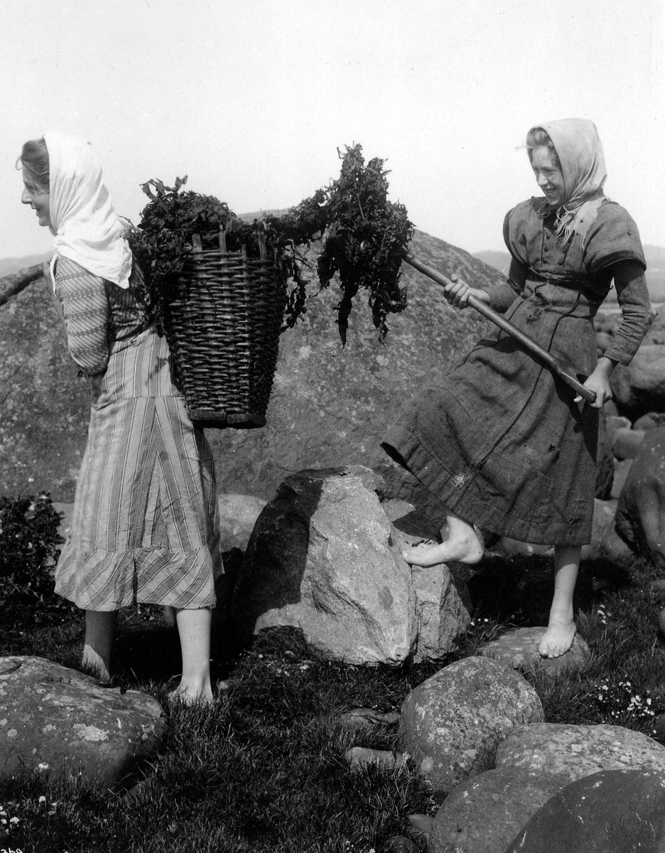 Anders Beer Wilse, Prot: Tørret Tareindsamling Konv: Lister, tørret Tare samles.