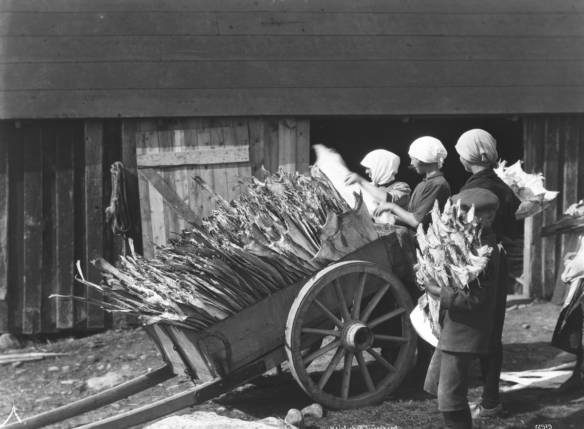 Anders Beer Wilse, Prot: Klipfisk - fisken stables i haug