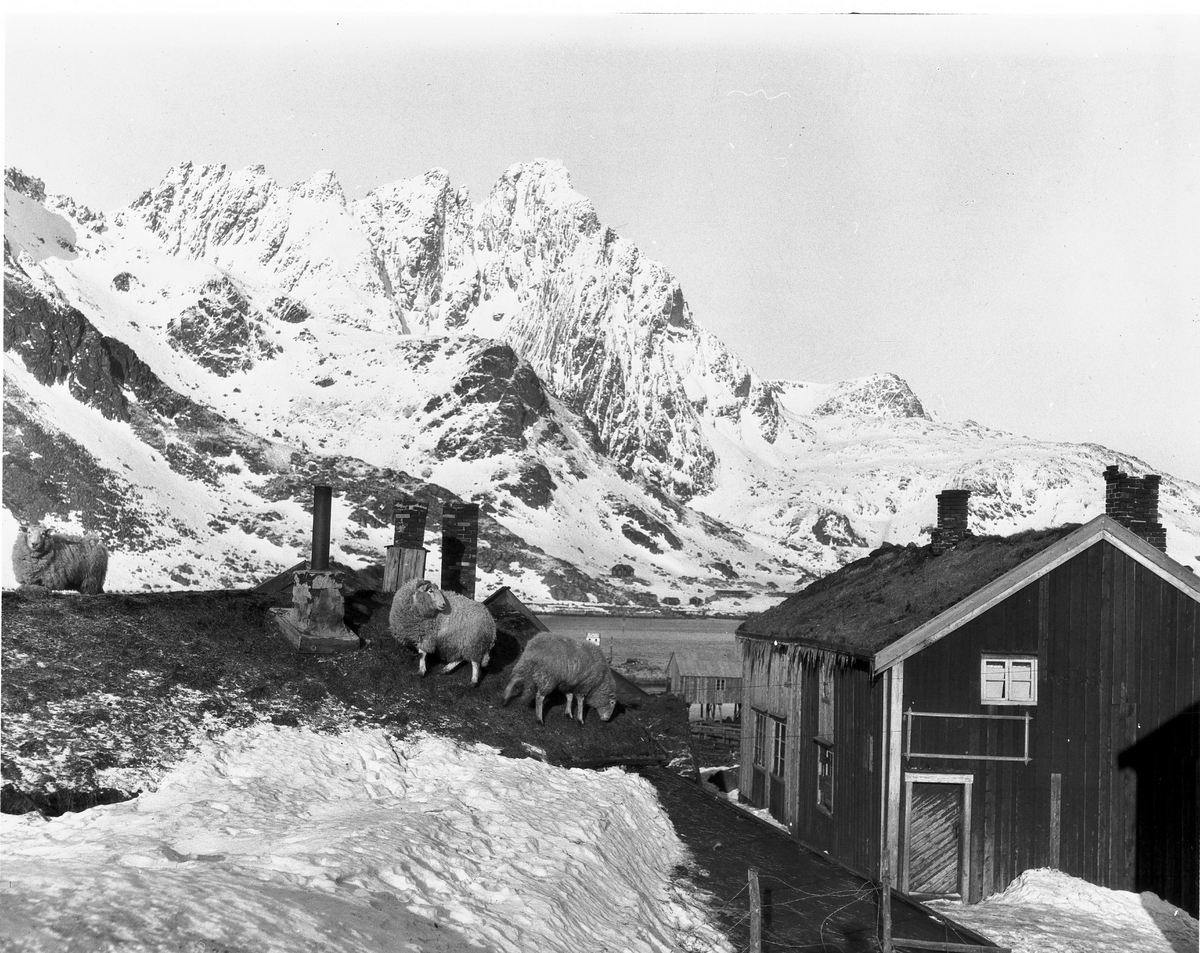 Anders Beer Wilse, Konv: Balstad, Faar på taget
