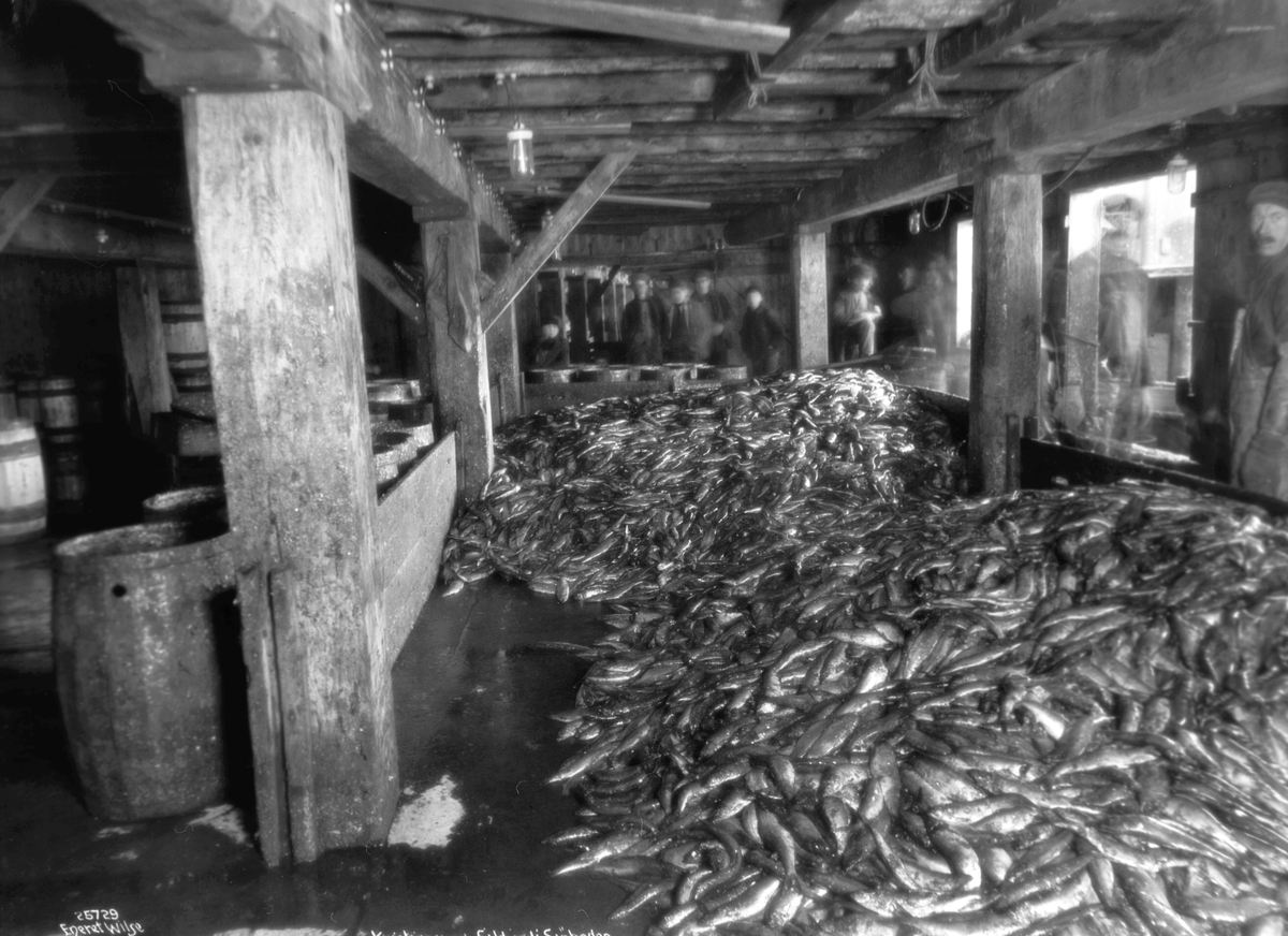 Anders Beer Wilse, Prot: Kristiansund - Sild i Kroghs fiskebod