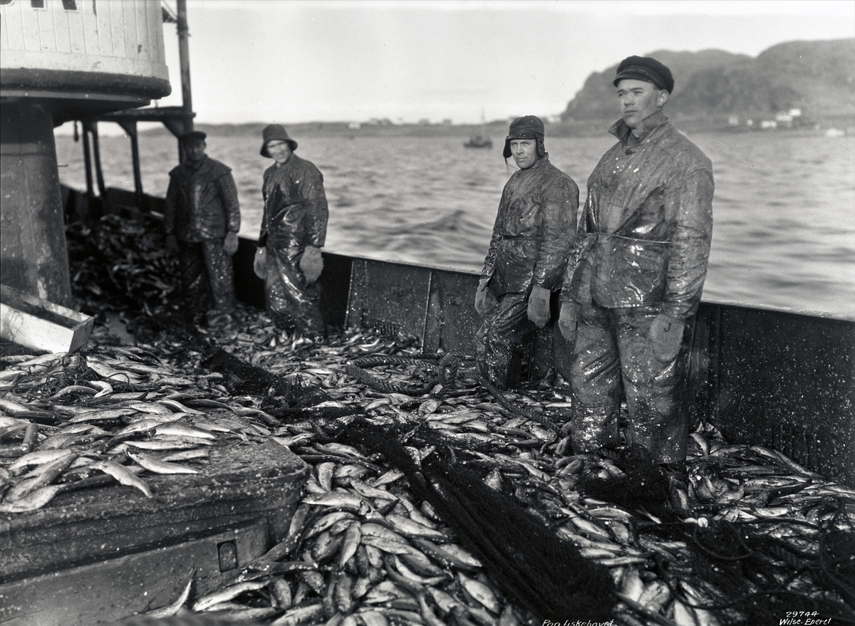 Anders Beer Wilse, Konv: Ålesund, tining av silden