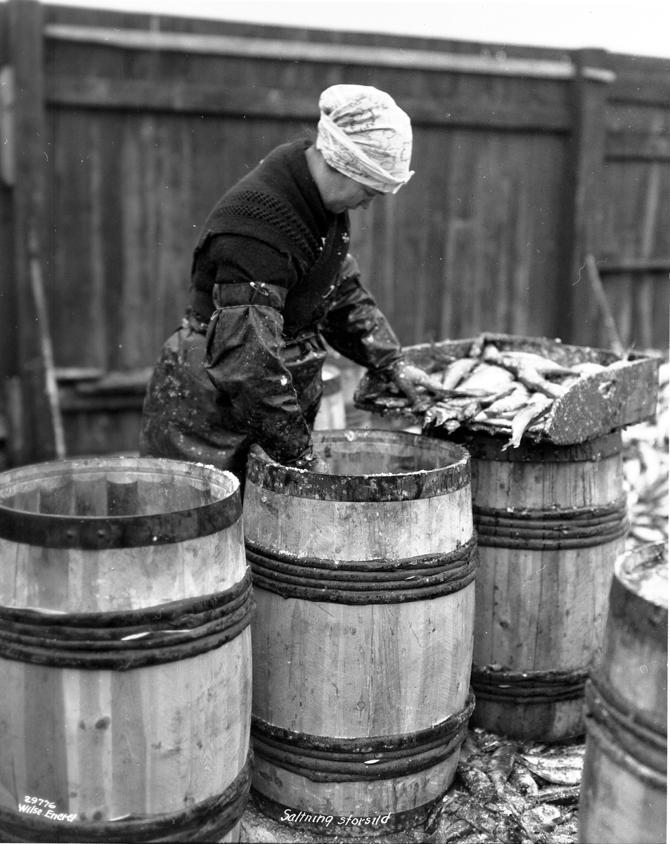 Anders Beer Wilse, Prot: Aalesund, saltning storsild