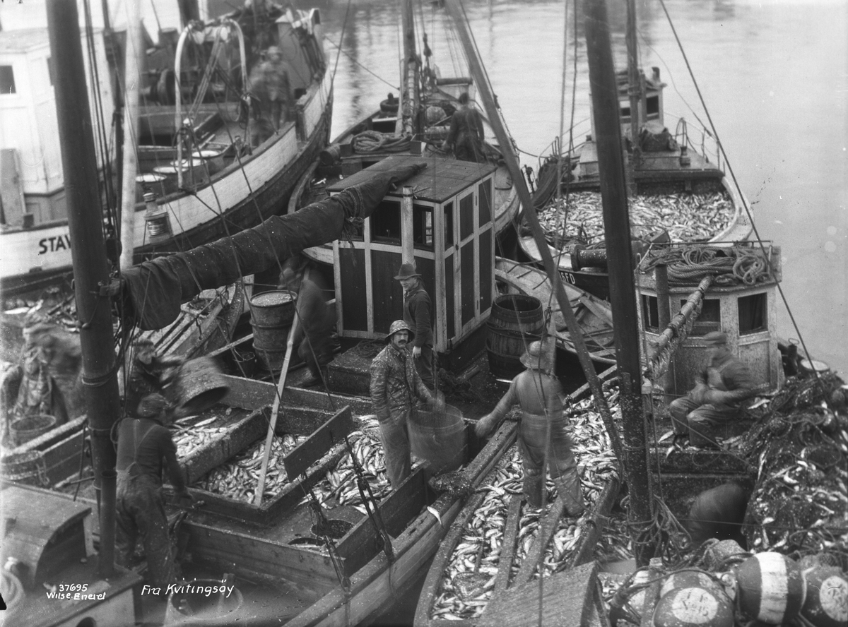 Anders Beer Wilse, Prot: Kvitingsøy, fiskeflaate