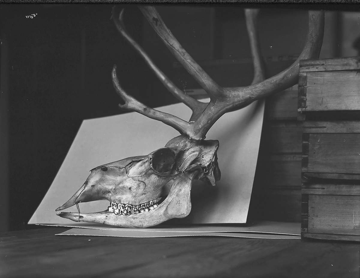Anders Beer Wilse, Prot: Rensdyrkranier - soologiske Museum