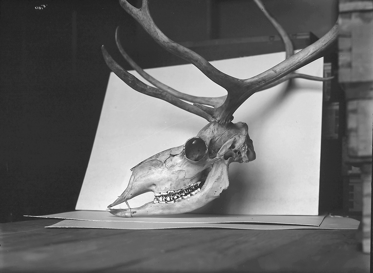 Anders Beer Wilse, Prot: Rensdyrkranier - soologiske Museum