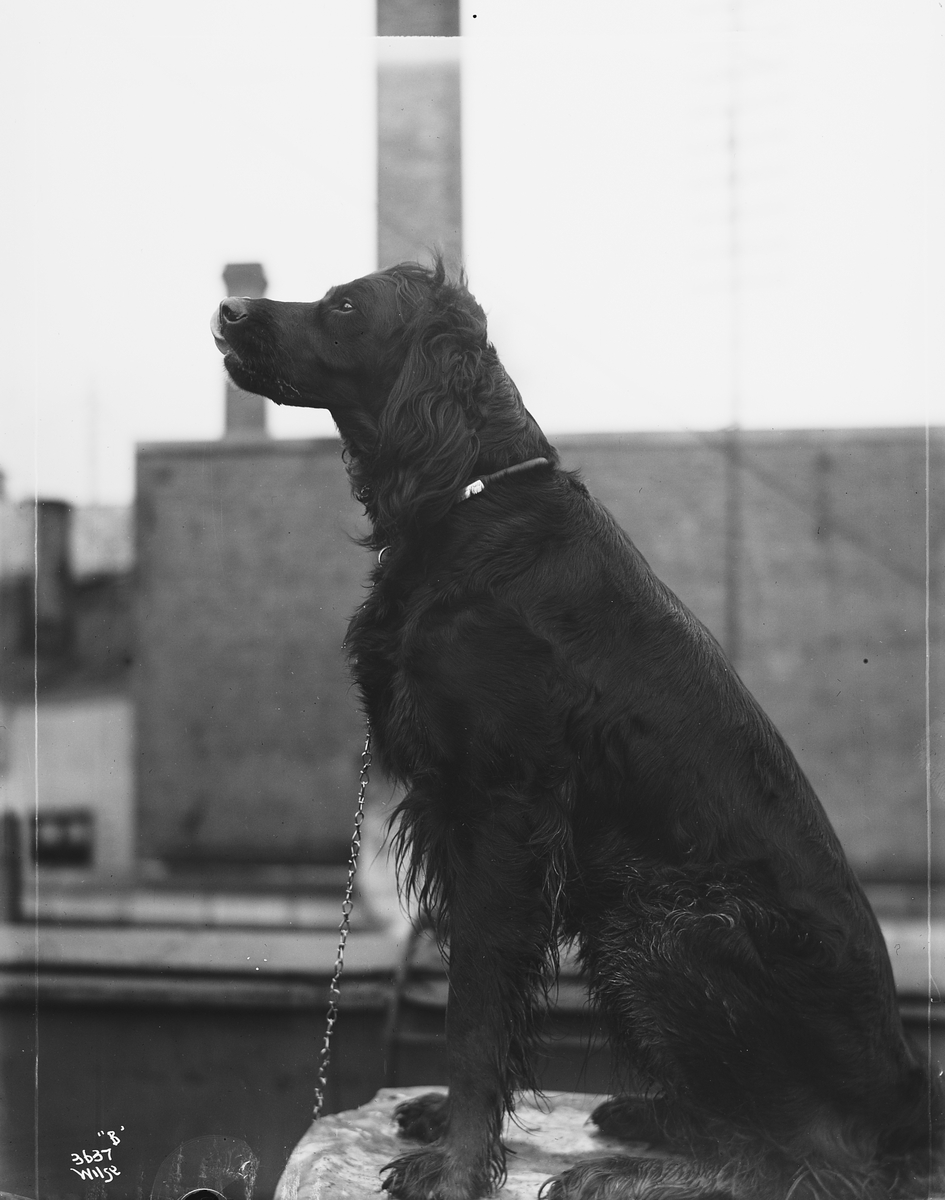 Anders Beer Wilse, Prot: Hund Friis