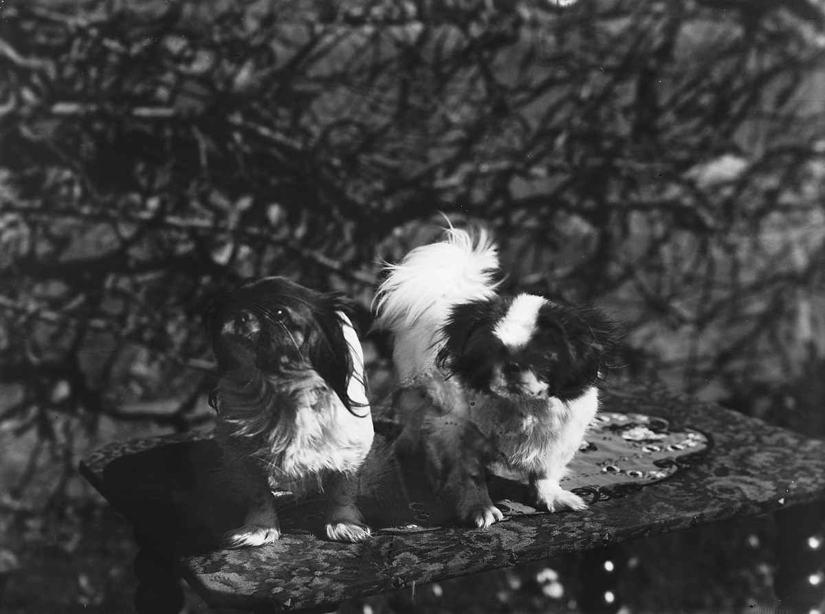 Anders Beer Wilse, Konv: Kennel Egra