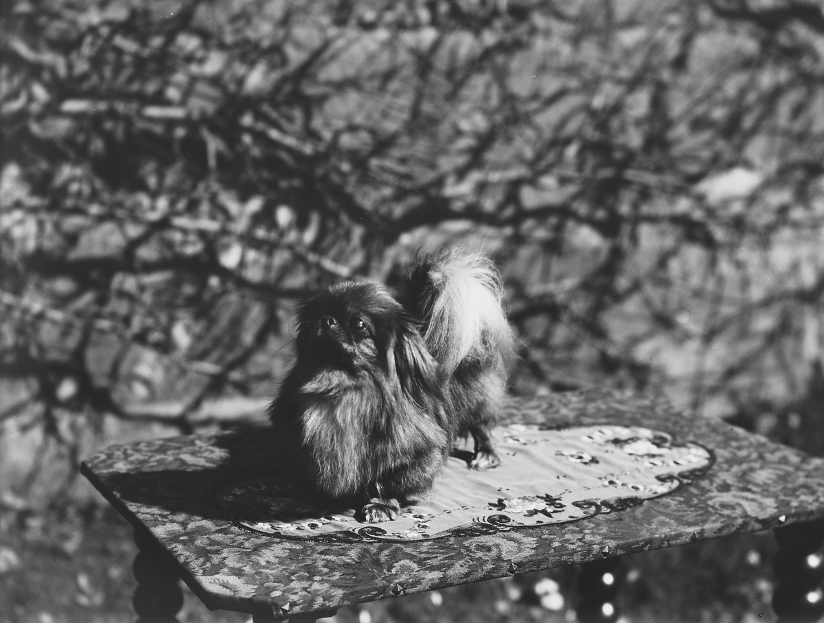 Anders Beer Wilse, Konv: Kennel Egra