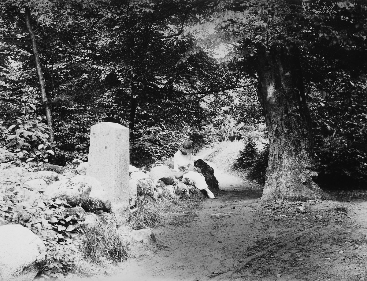 Anders Beer Wilse, Konv: Larvik bad veiparti i bøgeskogen
