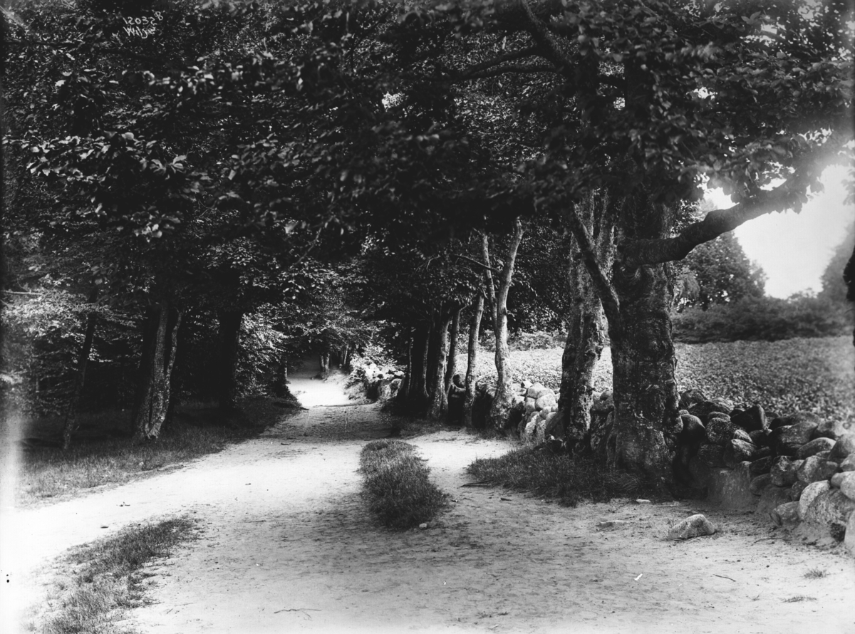Anders Beer Wilse, Konv: Larvik bad veiparti i bøgeskogen