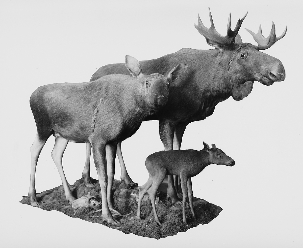 Anders Beer Wilse, Prot: Zoologisk Museum