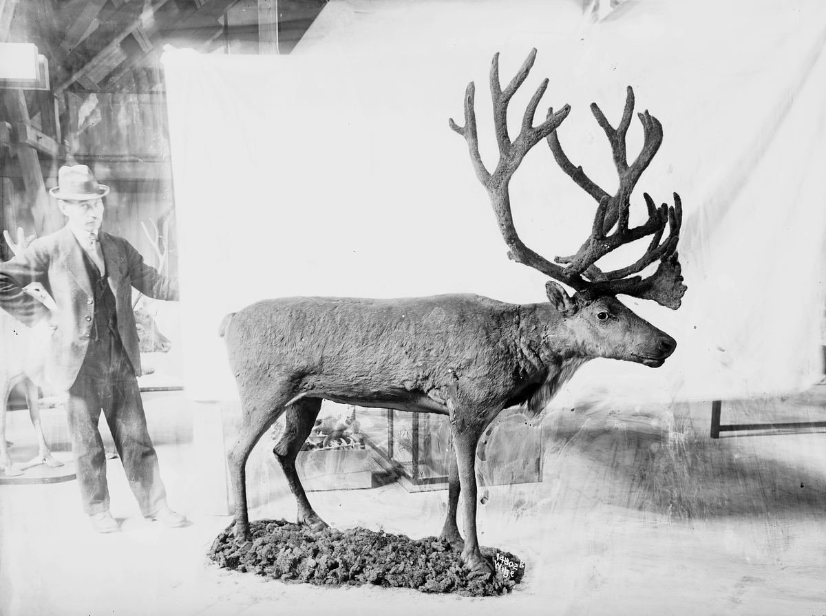 Anders Beer Wilse, Konv: Rensdyr