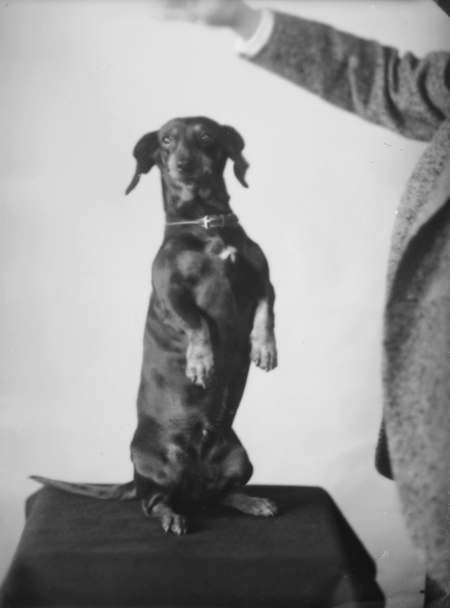 Anders Beer Wilse, Konv: Hund