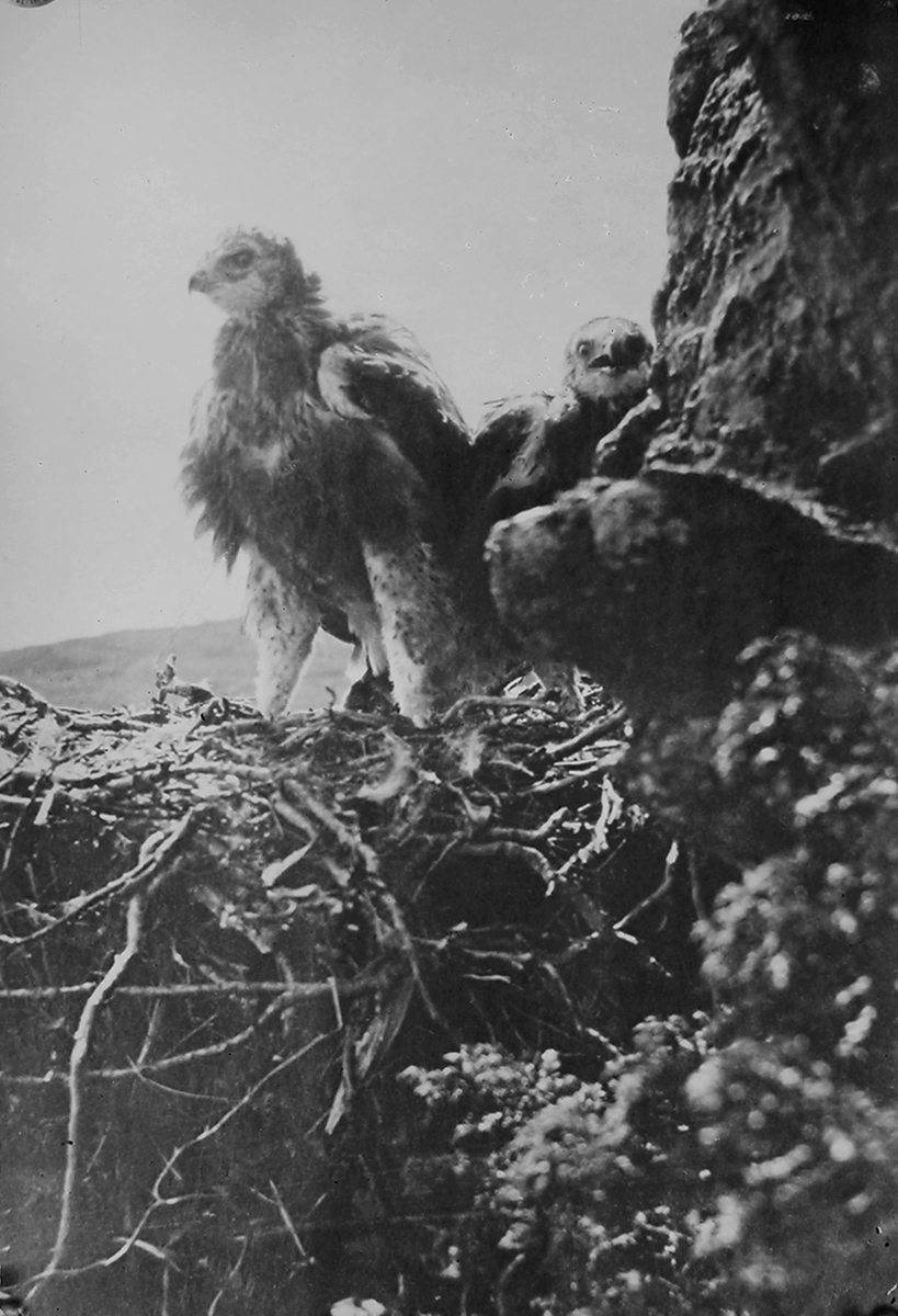 Anders Beer Wilse, Prot: Narvesen, Ørn