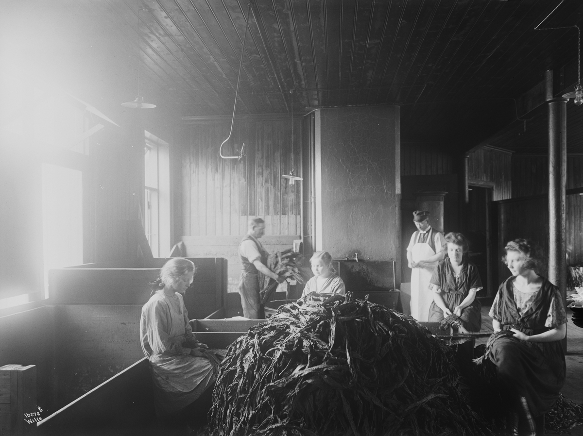 Anders Beer Wilse, Prot: Olsen Carl. E. Tobaksfabrik