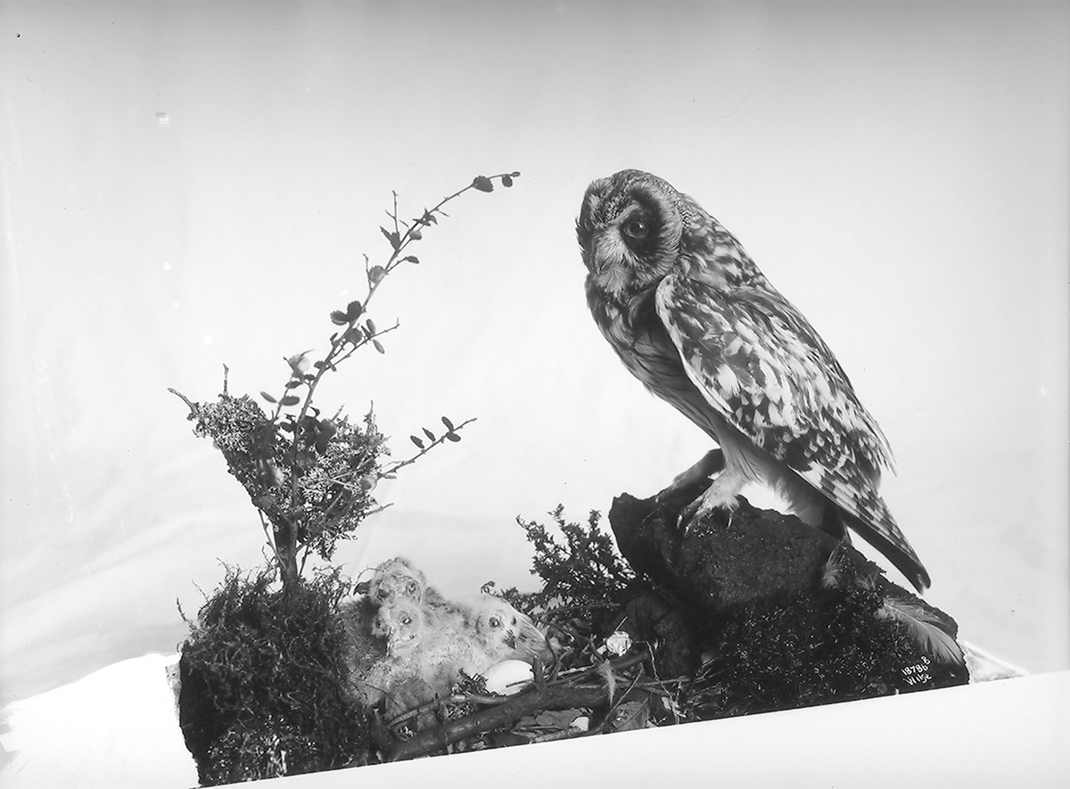 Anders Beer Wilse, Prot: Fugler for Tøien Museet