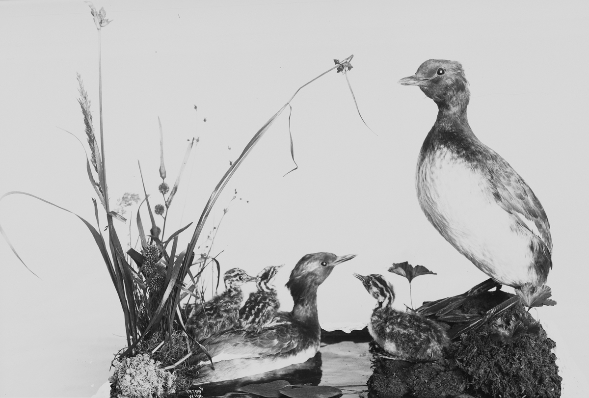 Anders Beer Wilse, Prot: Fugler for Tøien Museet