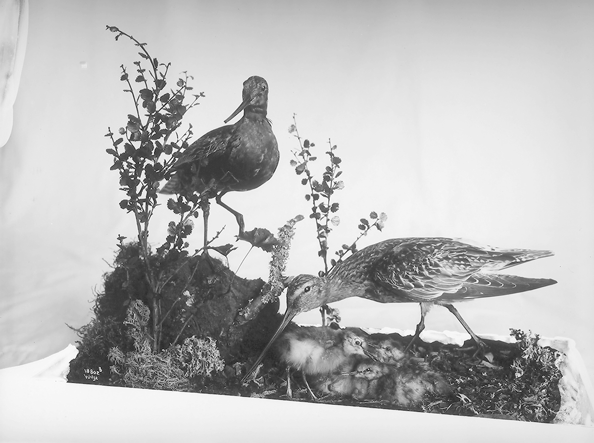 Anders Beer Wilse, Prot: Fugler for Tøien Museet