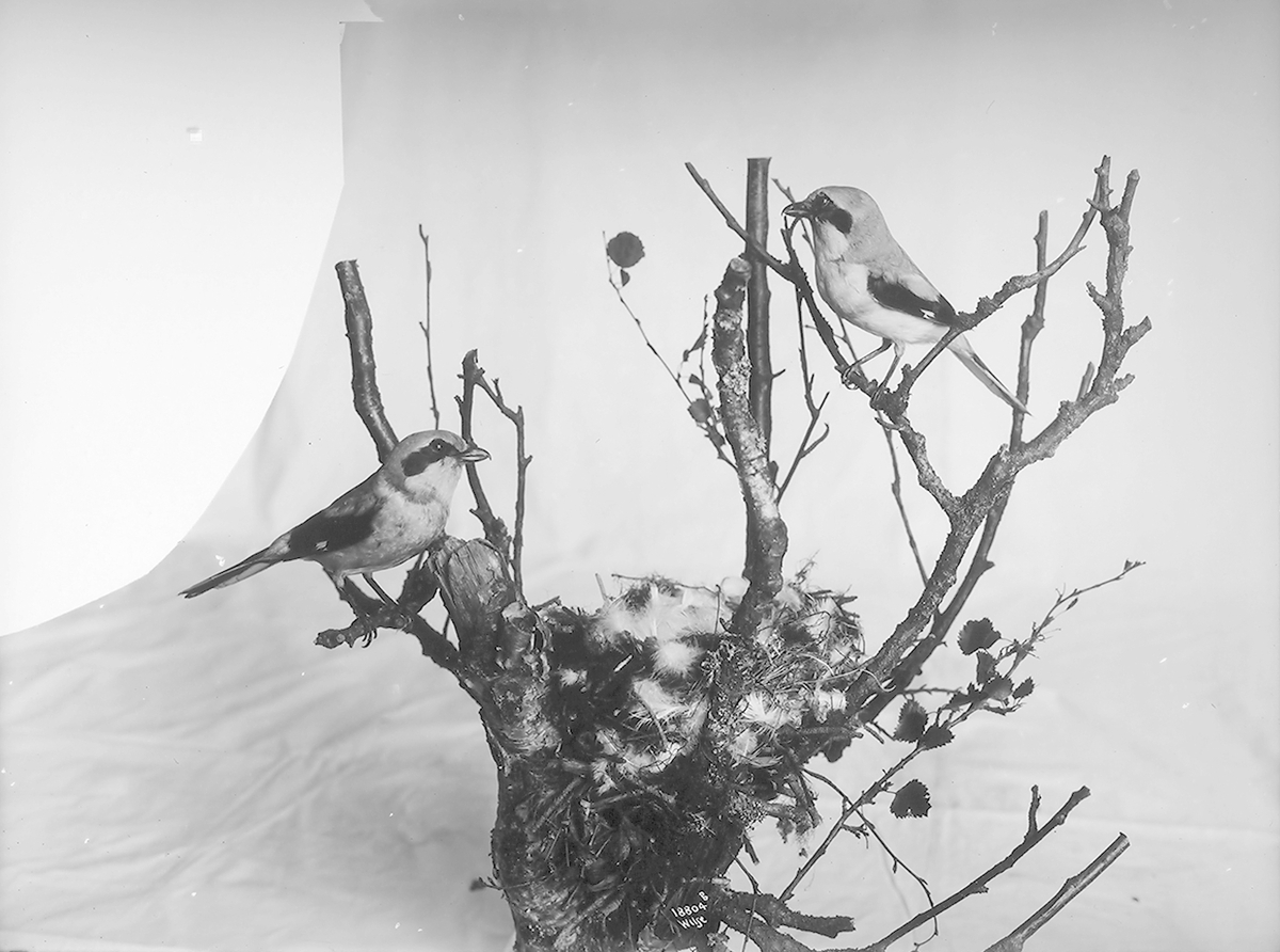 Anders Beer Wilse, Prot: Fugler for Tøien Museet