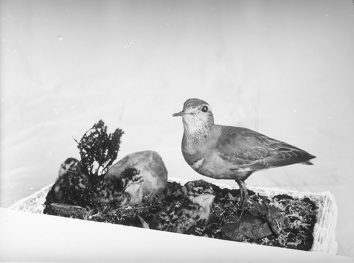 Anders Beer Wilse, Prot: Fugler for Tøien Museet