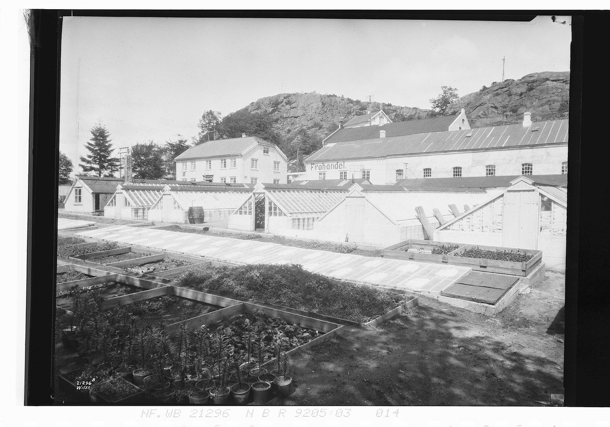 Anders Beer Wilse, Prot: Fuhrs Gartneri Grimstad